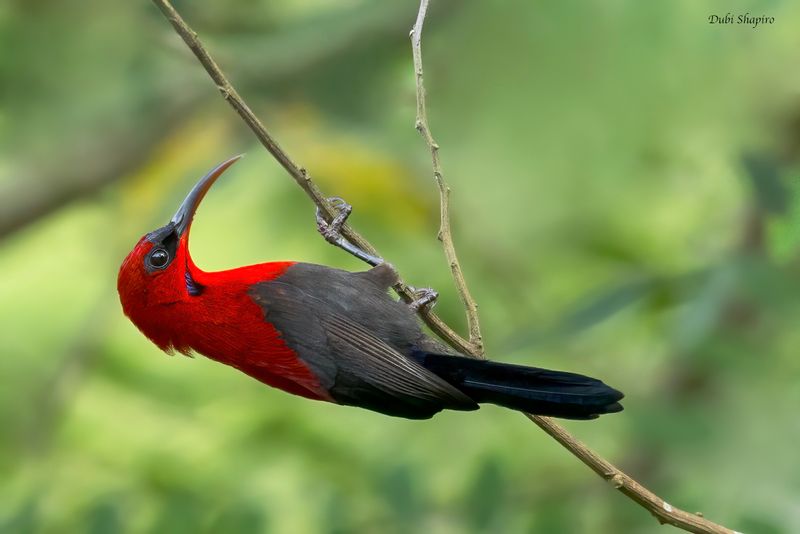 Magnificent Sunbird 