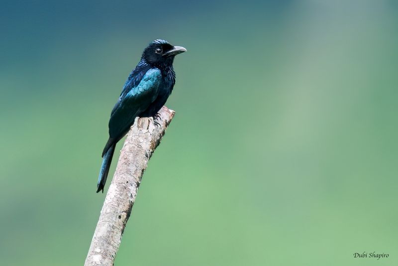 Short-tailed Drongo