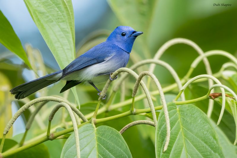 Black-naped Monarch 