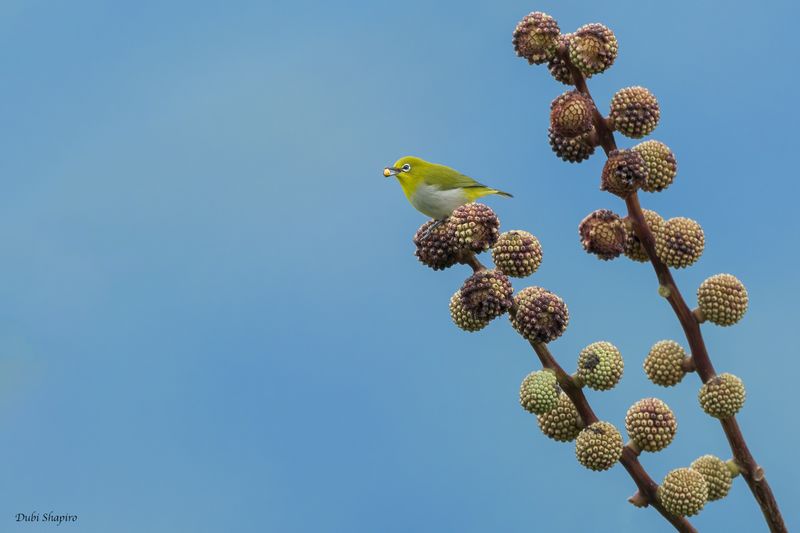 Warbling White-eye 