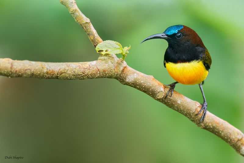 Maroon-naped Sunbird 
