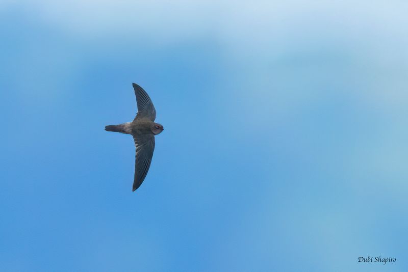 Ameline Swiftlet 