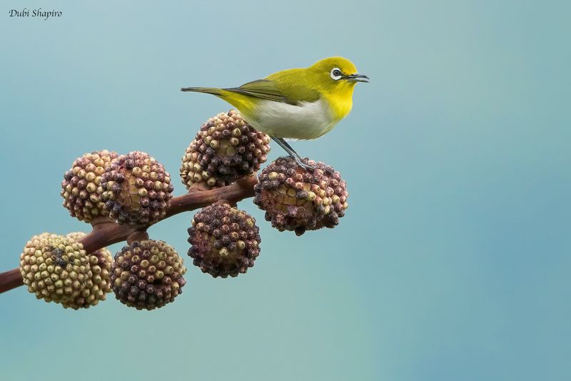 Warbling White-eye 