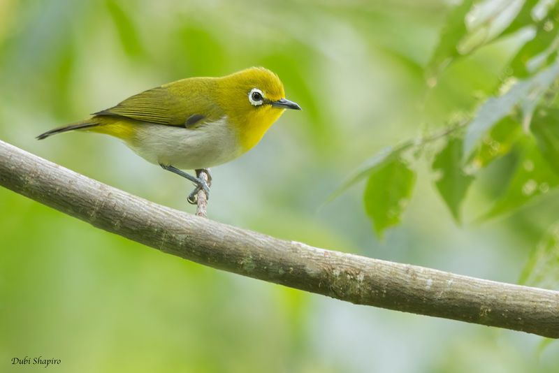 Warbling White-eye 