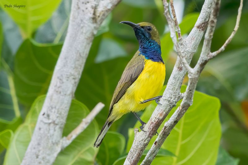 Garden Sunbird 