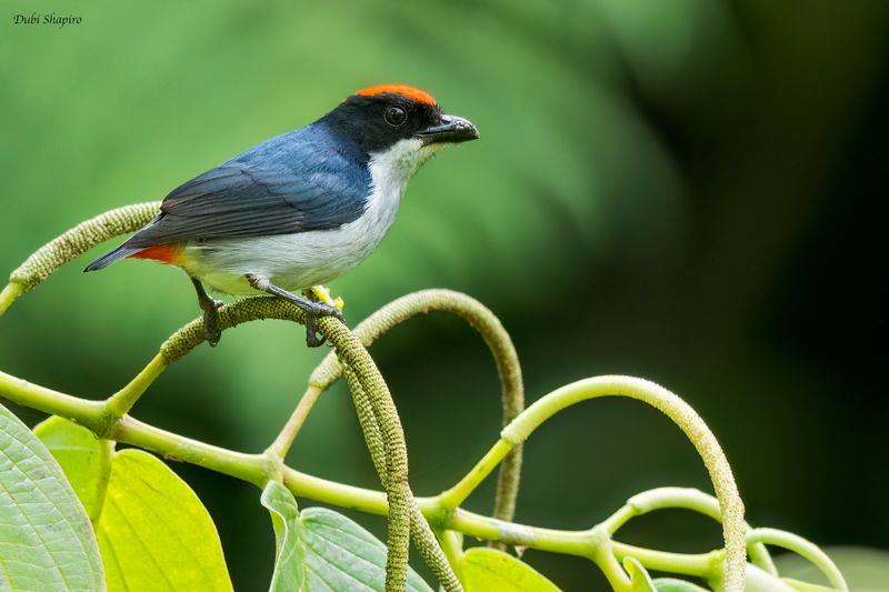 Flame-crowned Flowerpecker 