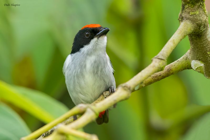 Flame-crowned Flowerpecker 