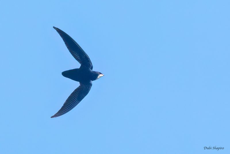 Philippine Spinetail 
