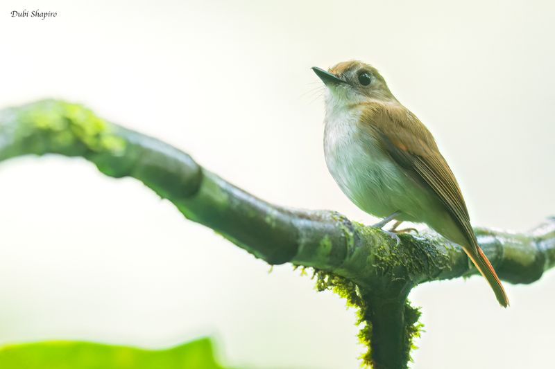 Philippine Jungle Flycatcher