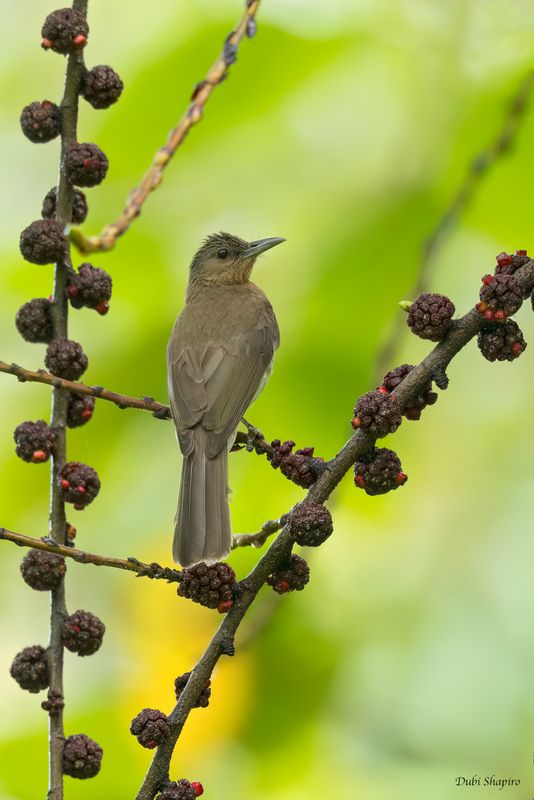 Zamboanga Bulbul 