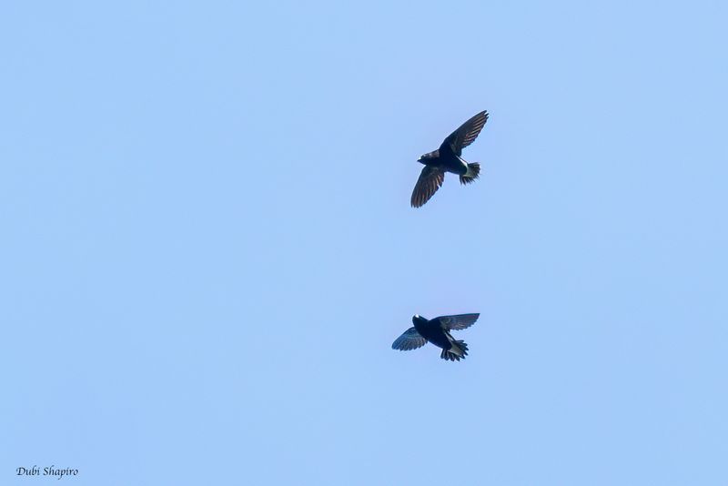 Purple Needletail