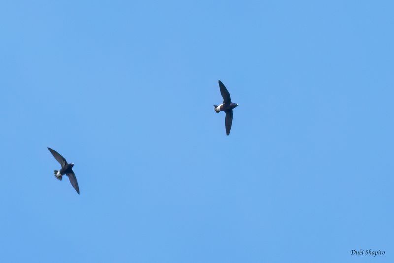 Purple Needletail 