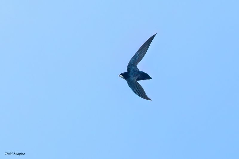 Philippine Spinetail 