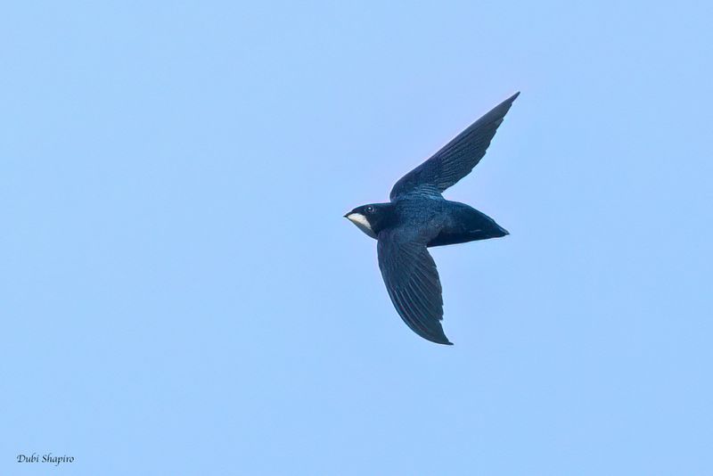 Philippine Spinetail 