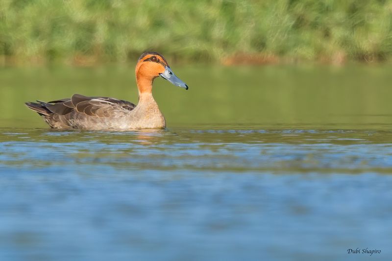 Philippine Duck 