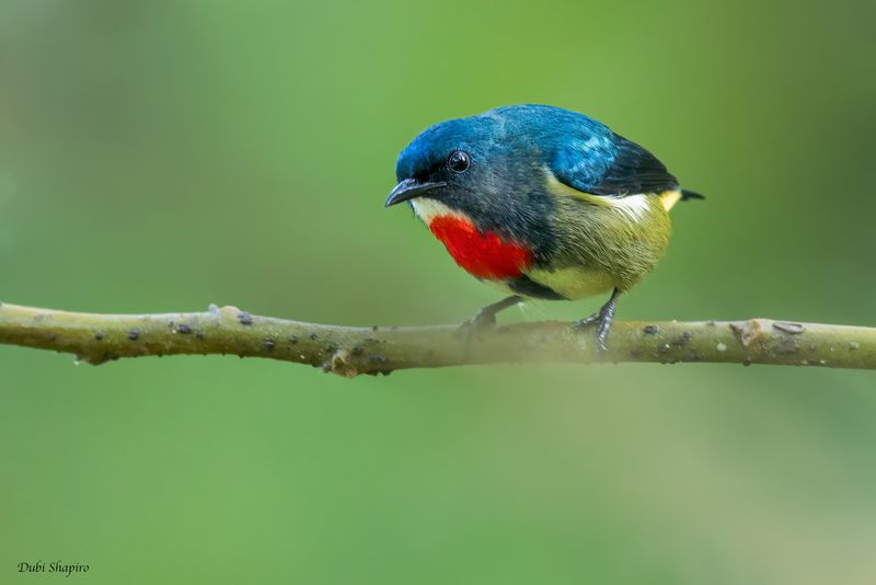 Fire-throated Flowerpecker