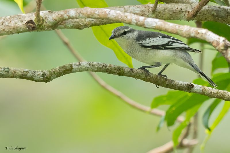Pied Triller