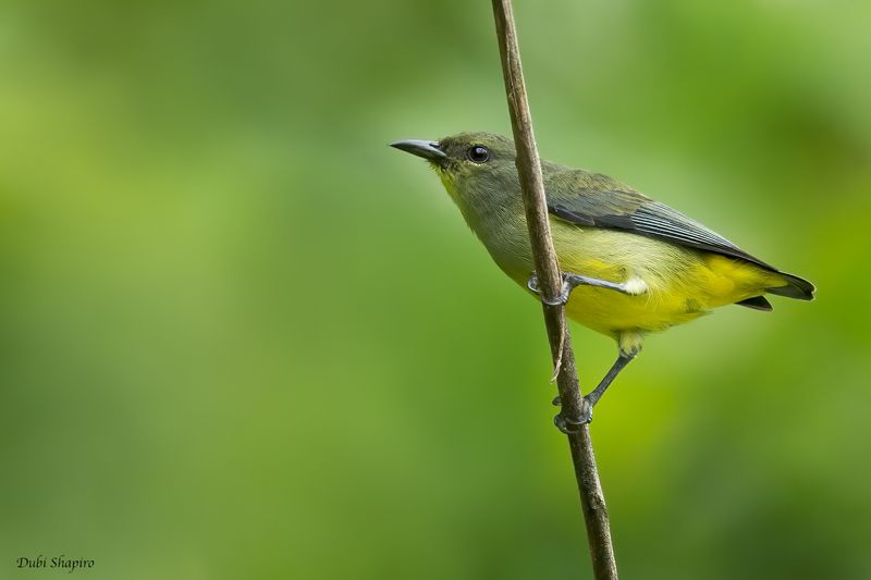 Orange-bellied Flowerpecker 