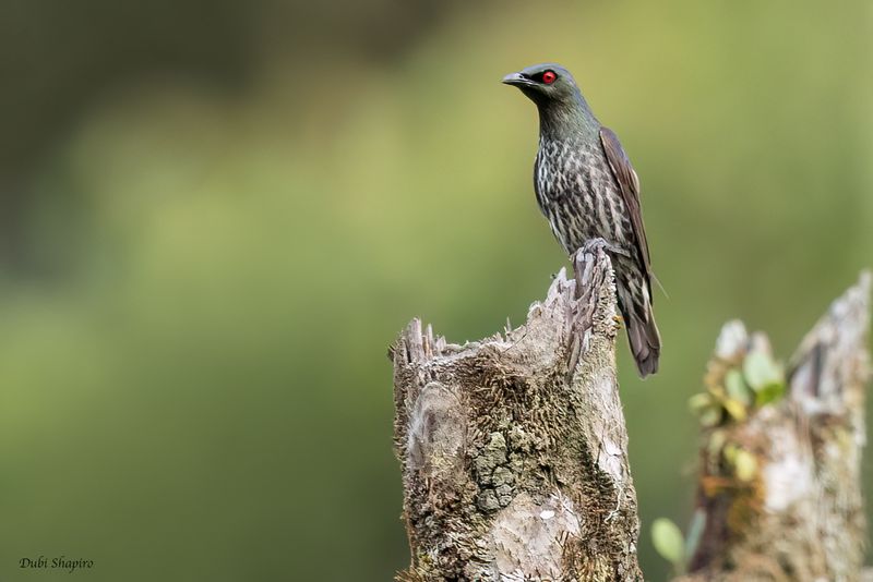 Short-tailed Starling 