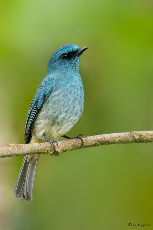 Turquoise Flycatcher 