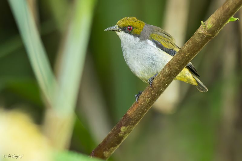 Olive-capped Flowerpecker 