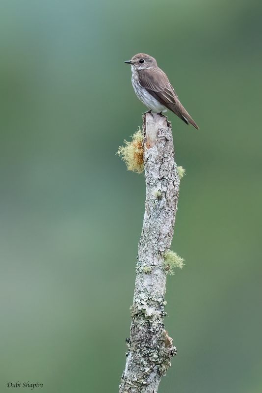 Gray-streaked Flycatcher