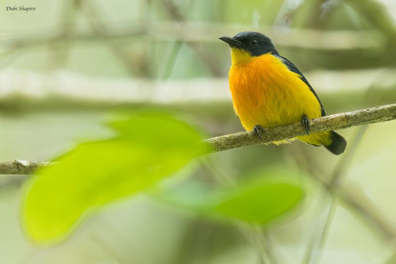 Orange-bellied Flowerpecker 