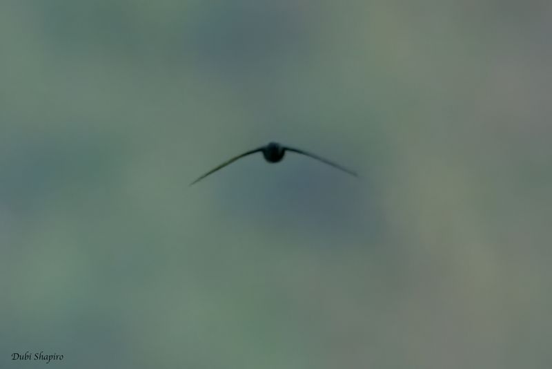 Whitehead's Swiftlet