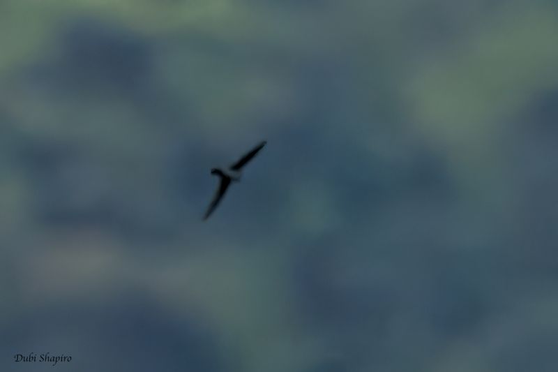 Whitehead's Swiftlet