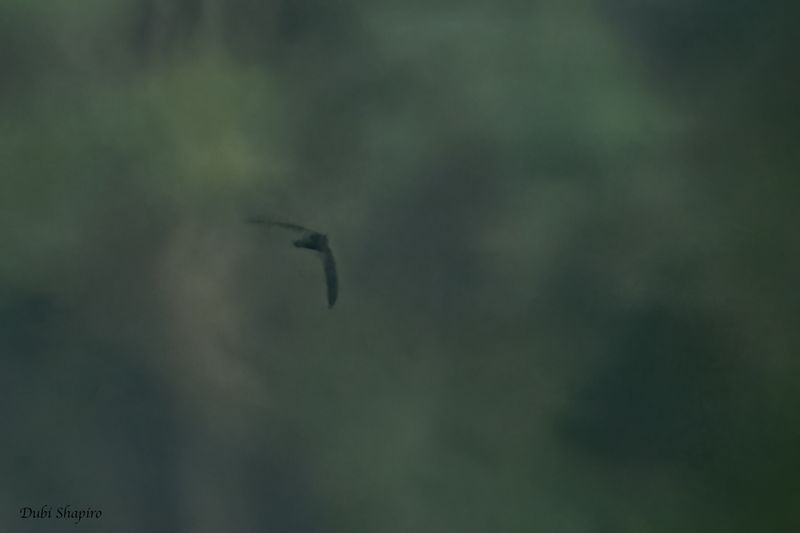 Whitehead's Swiftlet 