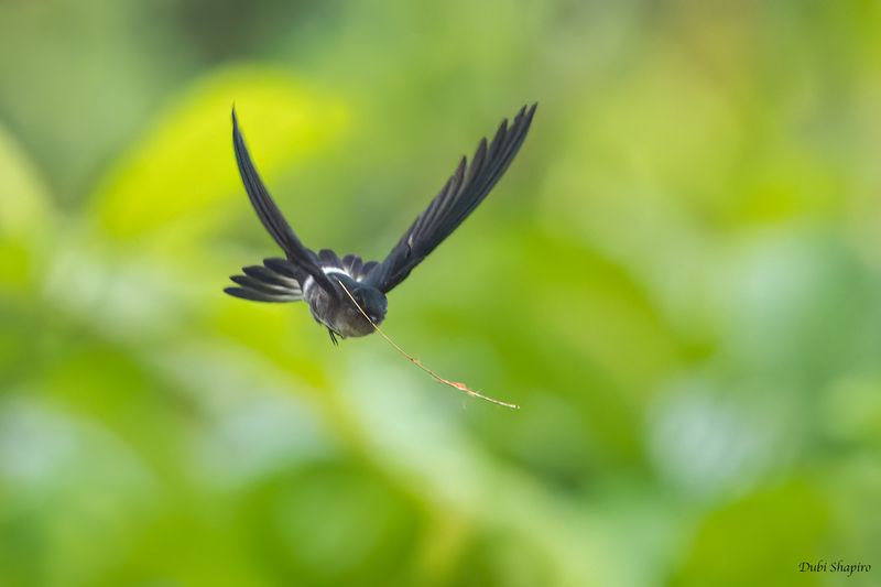 Pygmy Swiftlet 