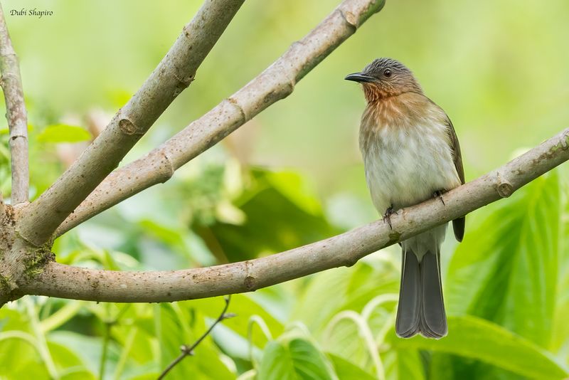 Philippine Bulbul
