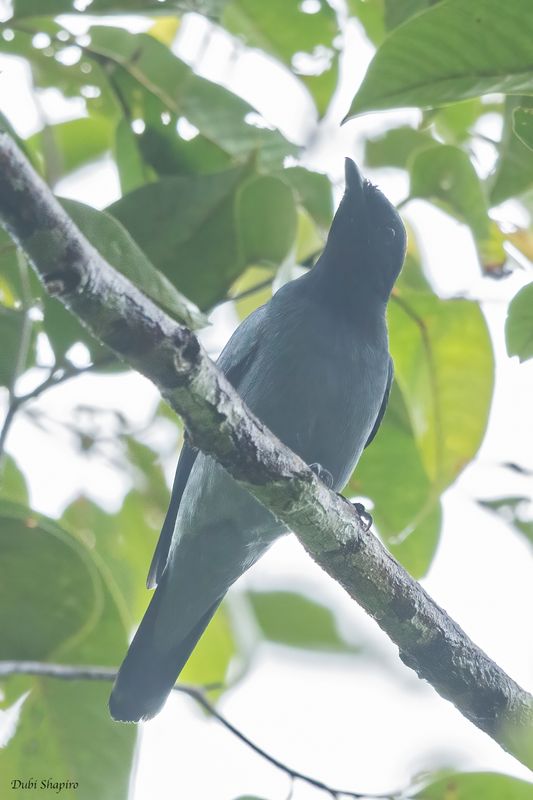 Black-bibbed Cicadabird 