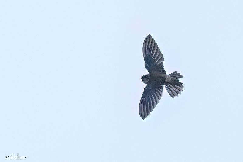 Ameline Swiftlet 