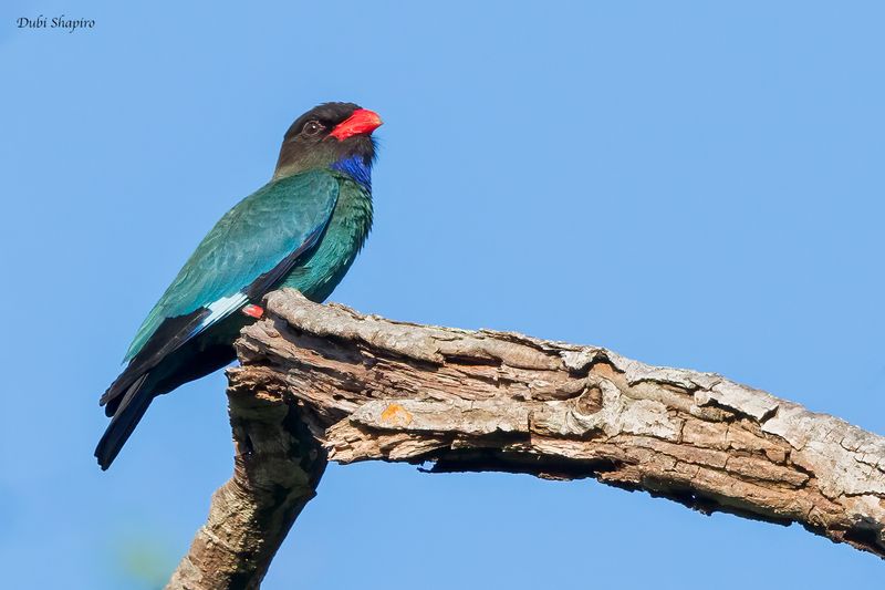 Dollarbird
