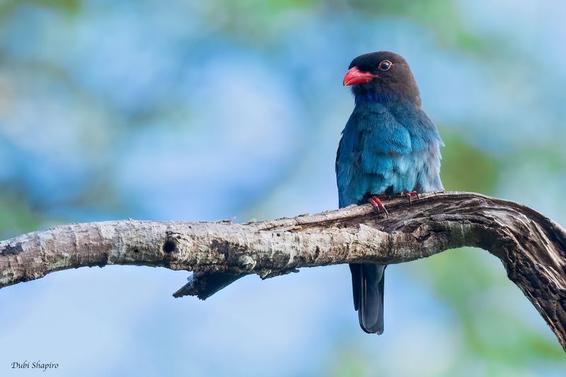 Dollarbird 