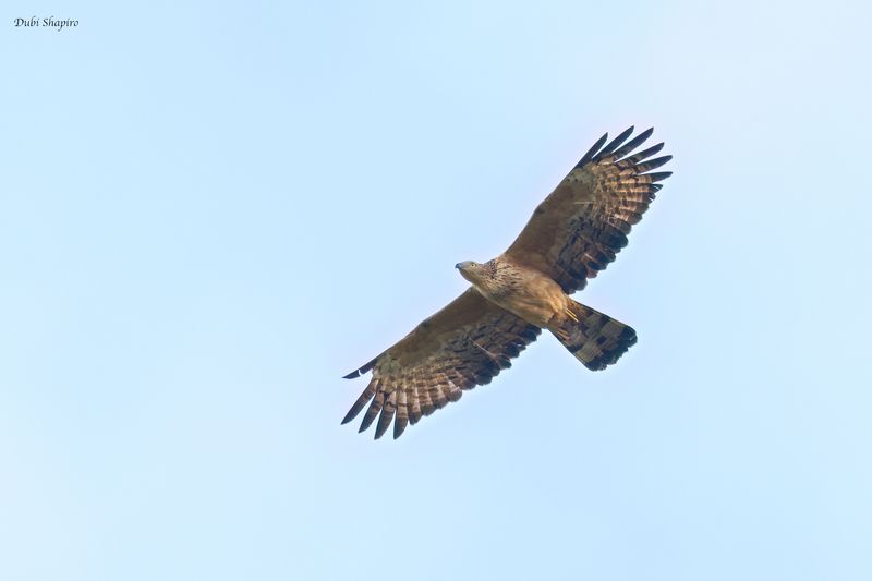 Oriental Honey-buzzard