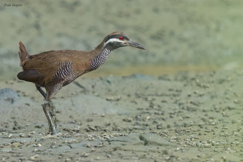 Barred Rail