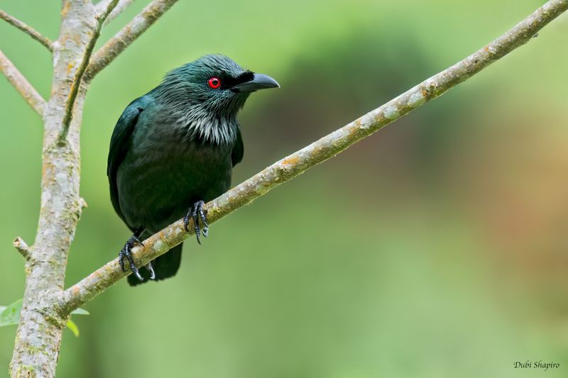 Asian Glossy Starling 