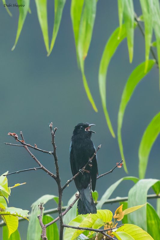 Philippine Drongo-Cuckoo
