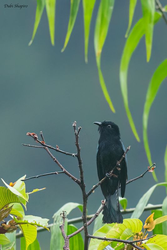 Philippine Drongo-Cuckoo 