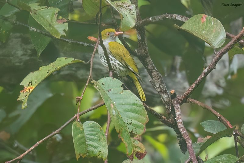 Philippine Oriole