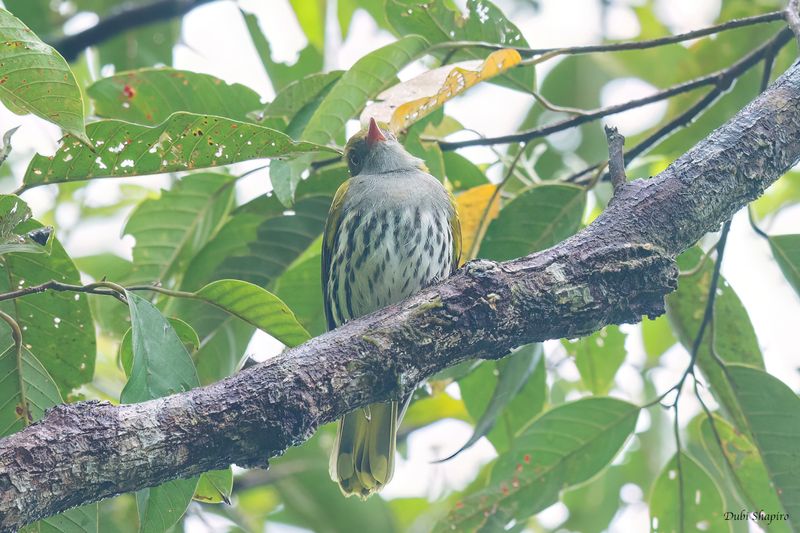 Philippine Oriole 