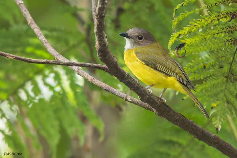 Yellow-bellied Whistler 