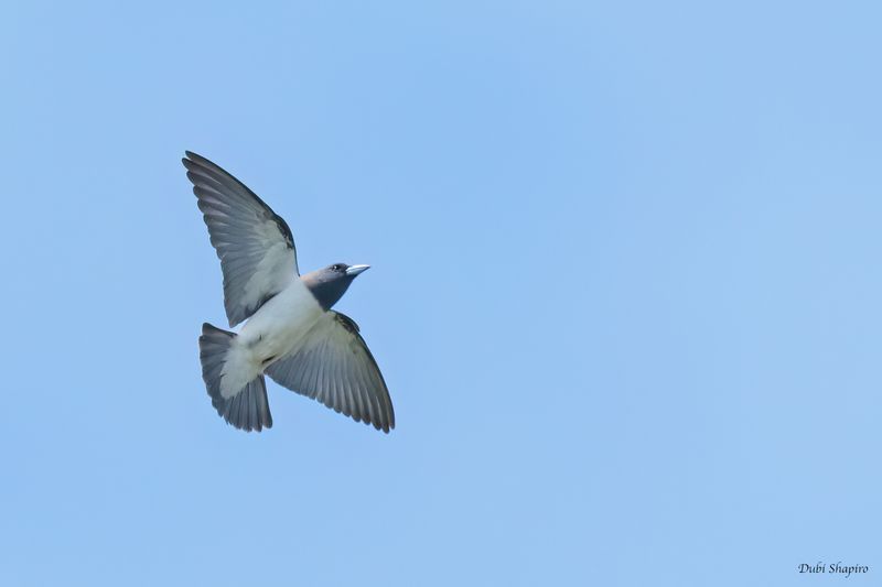 White-breasted Woodswallow 