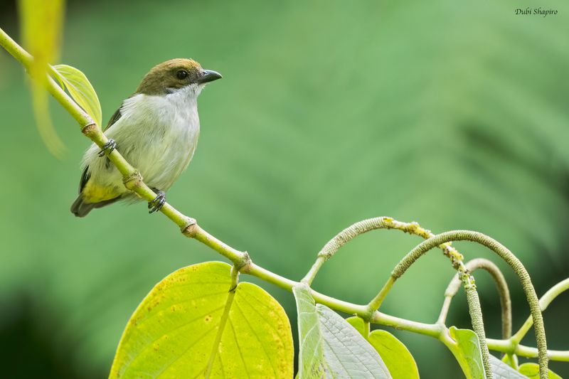 Flame-crowned Flowerpecker 