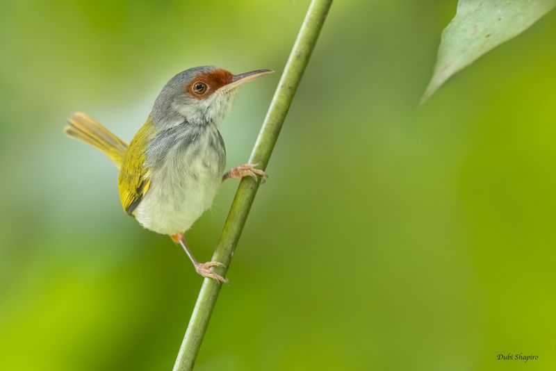 Rufous-fronted Tailorbird 