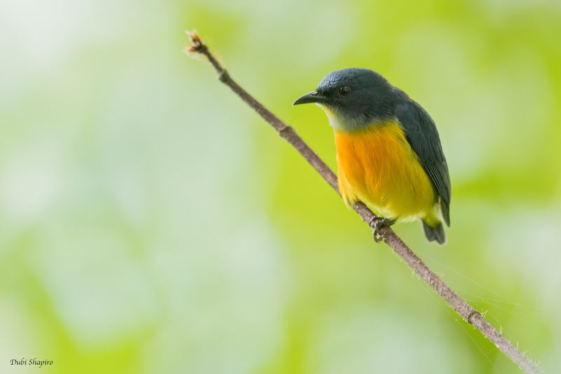 Orange-bellied Flowerpecker 