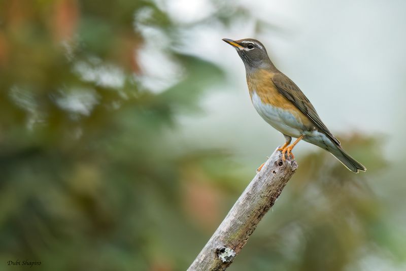 Eyebrowed Thrush 