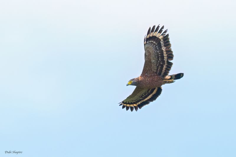 Philippine Serpent-Eagle 